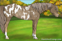 Horse Color:Chocolate Palomino Mushroom Appaloosa Rabicano 