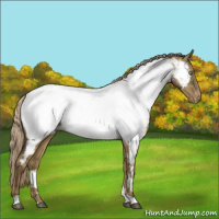 Horse Color:Chocolate Palomino Dun Appaloosa Rabicano 