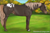 Horse Color:Liver Chestnut Appaloosa 