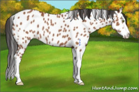 Horse Color:Bay Splash Appaloosa 
