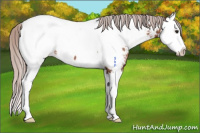 Horse Color:Chocolate Silver Bay Splash Appaloosa 