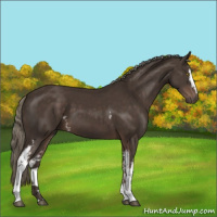 Horse Color:White Spotted Liver Chestnut Mushroom 