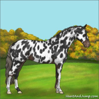 Horse Color:Liver Chestnut Mushroom Appaloosa 