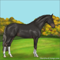 Horse Color:Liver Chestnut Mushroom 