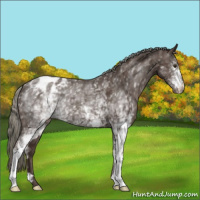 Horse Color:White Spotted Liver Chestnut Mushroom Appaloosa