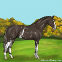 Horse Color:White Spotted Liver Chestnut Mushroom Sabino 