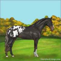 Horse Color:Liver Chestnut Mushroom Appaloosa 