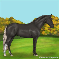 Horse Color:Liver Chestnut Mushroom 
