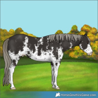 Horse Color:Liver Chestnut Mushroom Sabino 