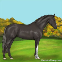 Horse Color:Liver Chestnut Mushroom 
