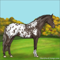 Horse Color:Liver Chestnut Mushroom Appaloosa