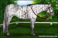 Horse Color:Grullo  and Gray Grullo 