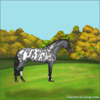 Horse Color:Blue Roan Appaloosa 