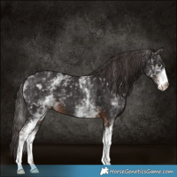 Horse Color:White Spotted Liver Chestnut 
