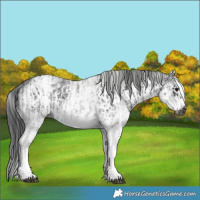Horse Color:Gray White Spotted Black  and Gray White Spotted Black Frame 