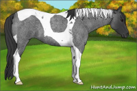 Horse Color:Blue Roan Tobiano
