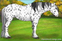 Horse Color:Blue Roan Near Leopard 