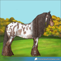 Horse Color:Liver Chestnut Tobiano Blanket Rabicano  and Liver Red Roan Near Leopard 