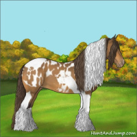 Horse Color:Buckskin Tobiano Appaloosa 