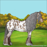 Horse Color:Liver Red Dun Roan Appaloosa Rabicano 