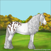 Horse Color:White Spotted Liver Chestnut Sabino Splash Appaloosa 