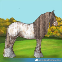 Horse Color:White Spotted Liver Red Onyx Splash  and Liver Red Dun Tobiano Appaloosa 