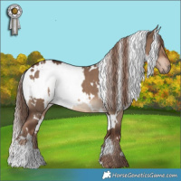 Horse Color:Brown Appaloosa  and White Spotted Liver Red Dun 