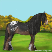 Horse Color:Liver Chestnut Sabino Appaloosa Rabicano 