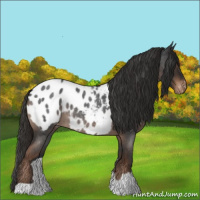Horse Color:Liver Red Roan Appaloosa 