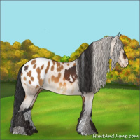 Horse Color:White Spotted Bay Blanket Rabicano  and Buckskin Sabino Blanket Rabicano 