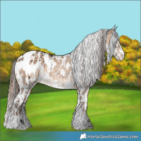 Horse Color:White Spotted Bay Appaloosa  and White Spotted Sable Champagne Dun Splash Appaloosa 