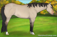 Horse Color:Bay Dun Rabicano 