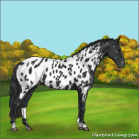 Horse Color:Black Appaloosa