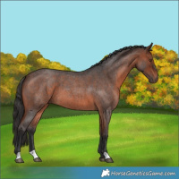 Horse Color:Brown Roan