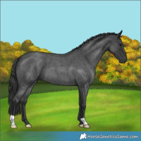 Horse Color:Blue Roan 