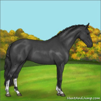 Horse Color:Blue Roan Tobiano 