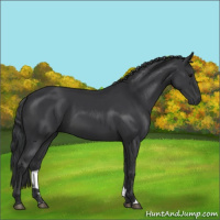 Horse Color:Black 