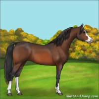 Horse Color:Bay Splash Frame Rabicano 