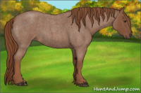 Horse Color:Red Roan 