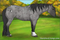 Horse Color:Blue Roan Tobiano 