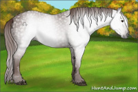 Horse Color:Gray Chestnut 