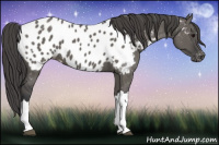 Horse Color:Grullo Appaloosa 