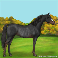 Horse Color:Liver Chestnut Rabicano