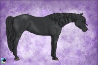 Horse Color:Black Rabicano 