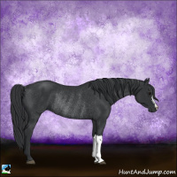 Horse Color:Black Rabicano