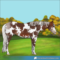 Horse Color:White Spotted Silver Brown 