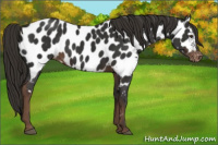 Horse Color:Liver Chestnut Appaloosa Rabicano