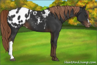Horse Color:Liver Chestnut Appaloosa 