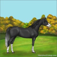 Horse Color:Black Splash 