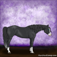 Horse Color:Black Splash